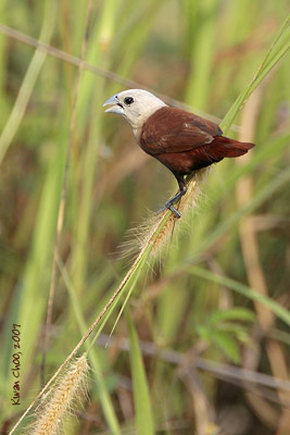 White-headed Munia