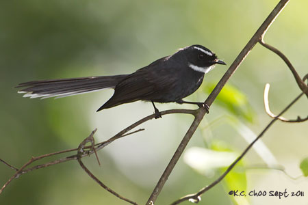 White-throated Fantail