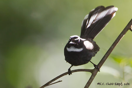 White-throated Fantail