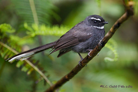 White-throated Fantail