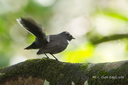 White-throated Fantail