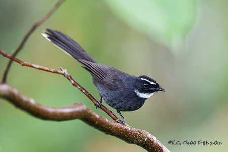 White-throated Fantail