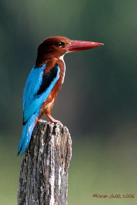 White-throated Kingfisher