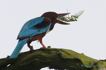 White-throated Kingfisher