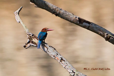White-throated Kingfisher