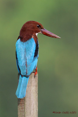 White-throated Kingfisher