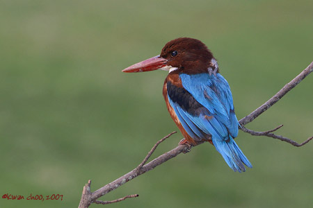 White-throated Kingfisher