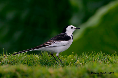 White Wagtail