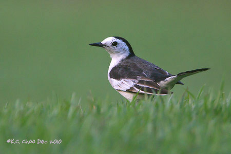White Wagtail