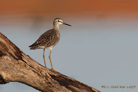 Wood Sandpiper
