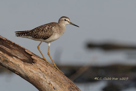 Wood Sandpiper