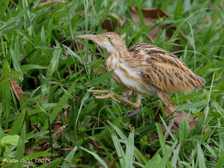 Yellow Bittern