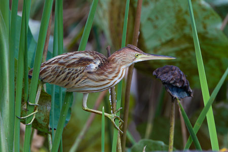 Yellow Bittern