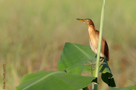 Yellow Bittern