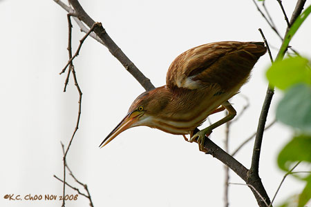 Yellow Bittern