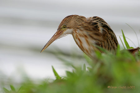 Yellow Bittern