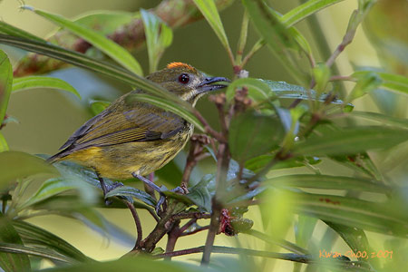 Yellow-breasted Flowerpecker