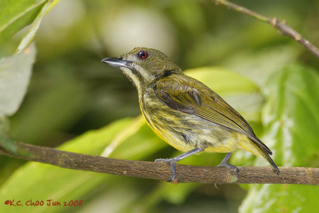 Yellow-breasted Flowerpecker
