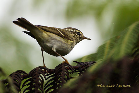 Yellow-browed Warbler