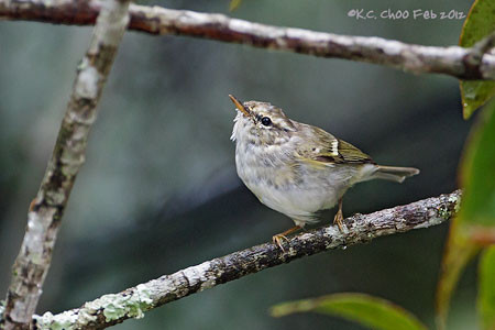 Yellow-browed Warbler