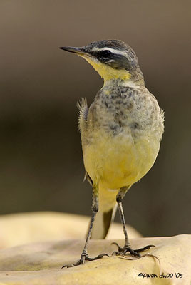 Yellow Wagtail