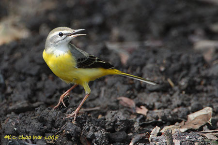 Yellow Wagtail