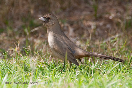 Abert's Towhee
