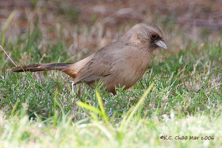 Abert's Towhee