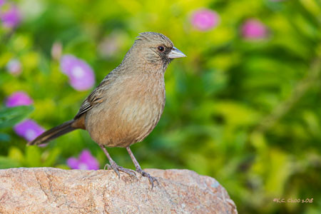 Abert's Towhee