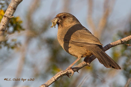 Abert's Towhee