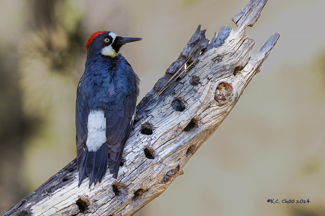 Acorn Woodpecker