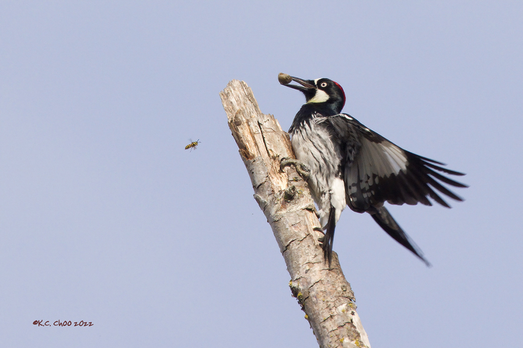 Acorn Woodpecker