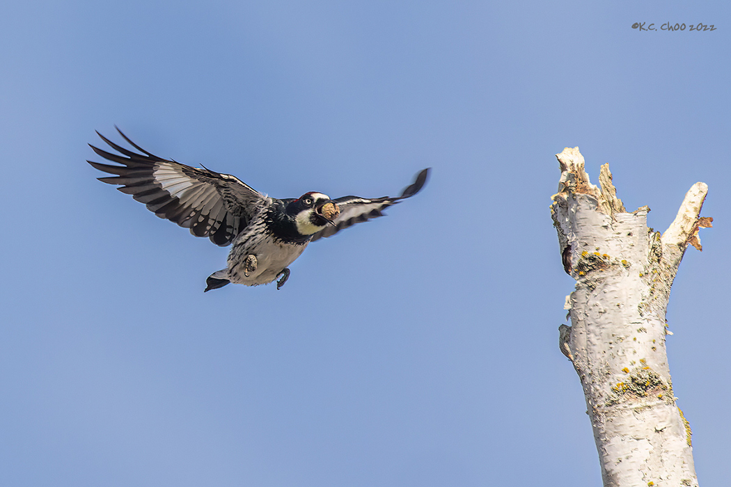 Acorn Woodpecker