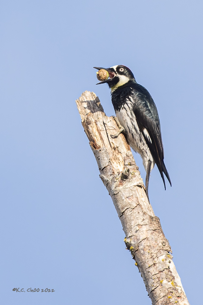 Acorn Woodpecker
