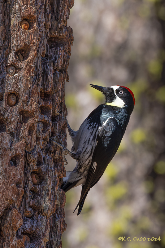 Acorn Woodpecker