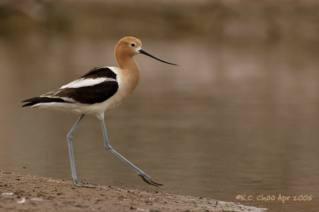 American Avocet