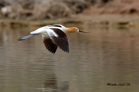 American Avocet