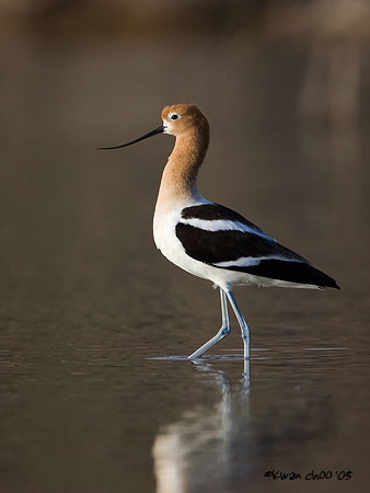 American Avocet