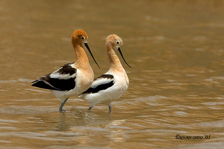 American Avocet