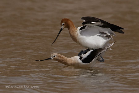 American Avocet