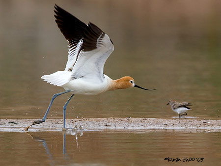 American Avocet