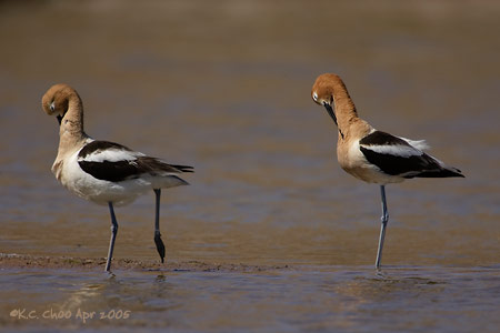 American Avocet