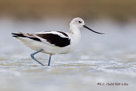 American Avocet