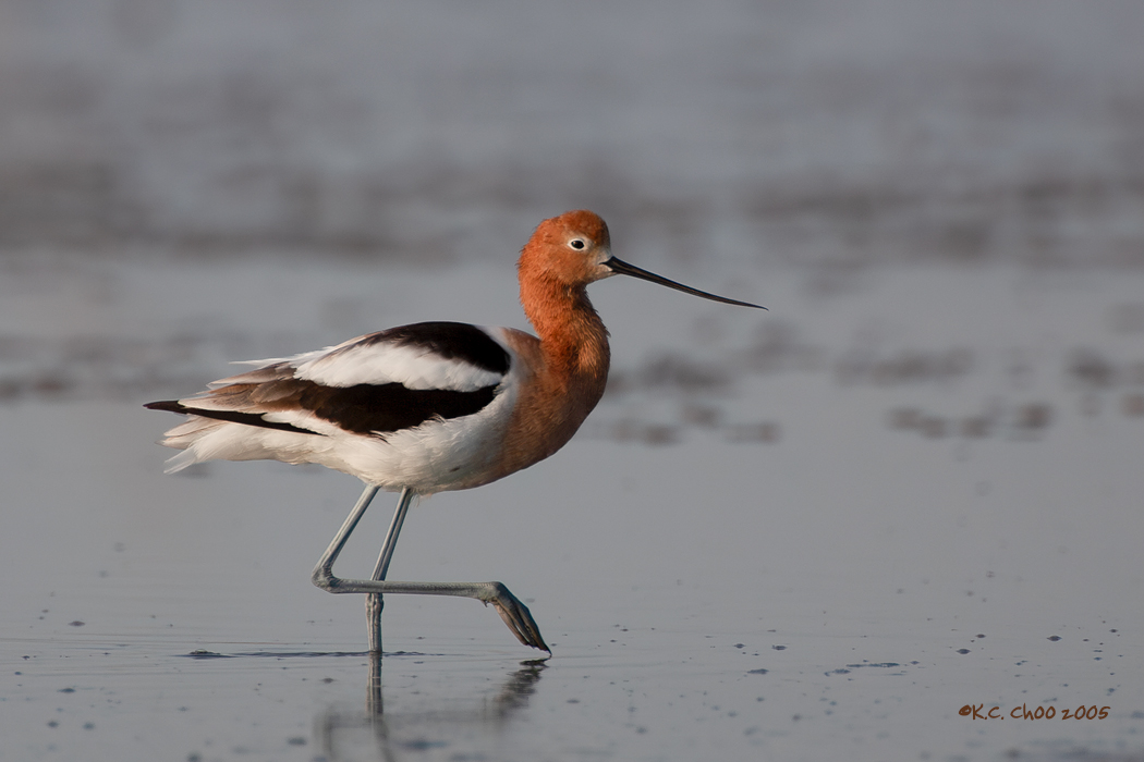 American Avocet