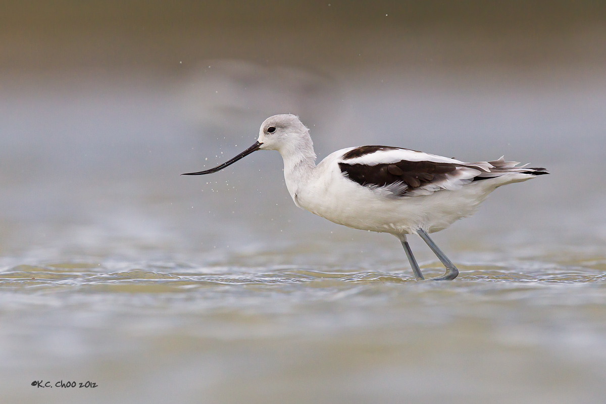American Avocet