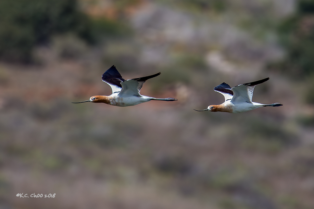 American Avocet