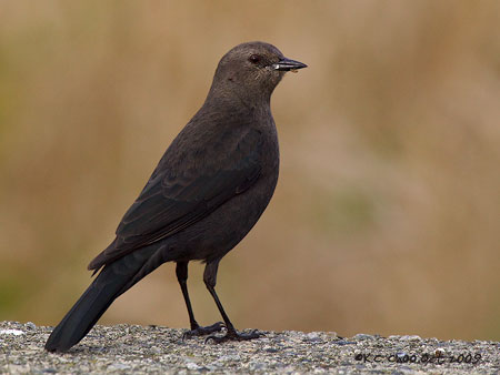 Brewer's Blackbird