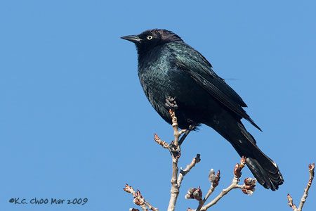 Brewer's Blackbird