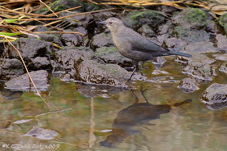 Brewer's Blackbird