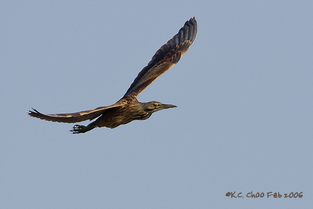 American Bittern